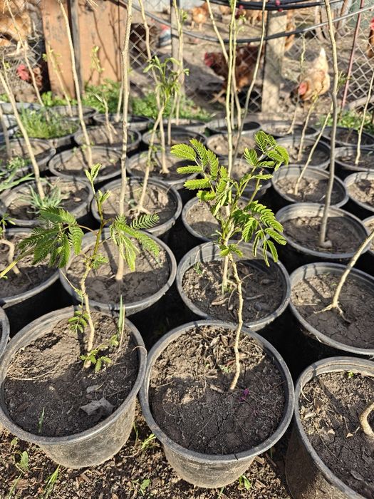 Arbore de mătase și Paulonia (pawlonia)