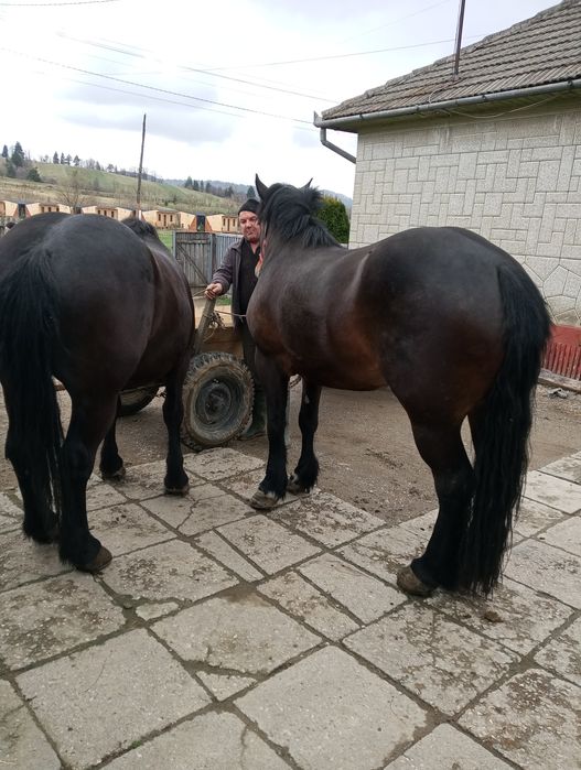 Cai de vânzare tineri