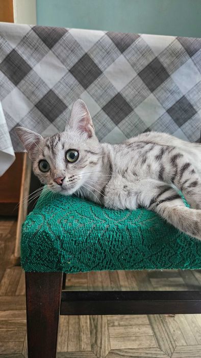 Отдам котенка в хорошие руки