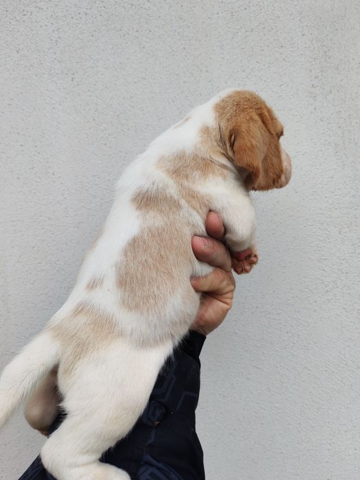 Fetița beagle bicolor culoare deosebita