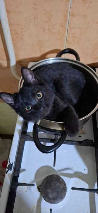 отдам в хорошие руки