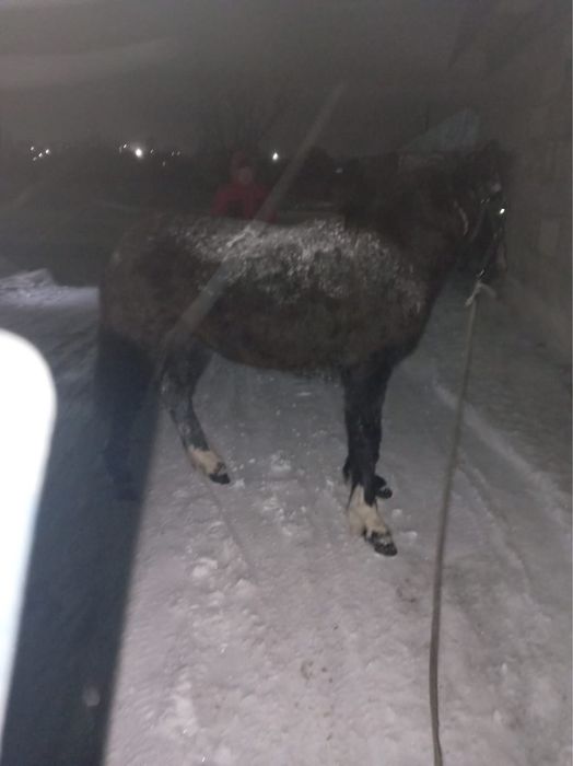 Продам жеребец срочно