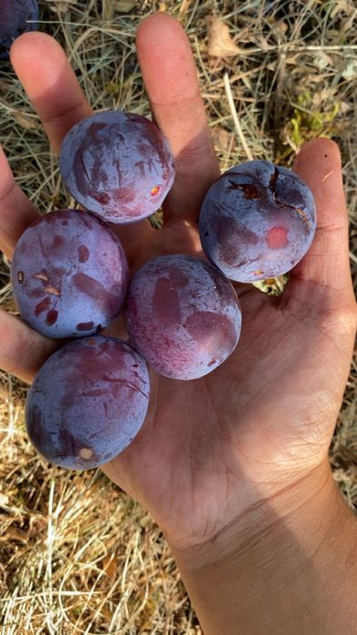 Prune de vanzare