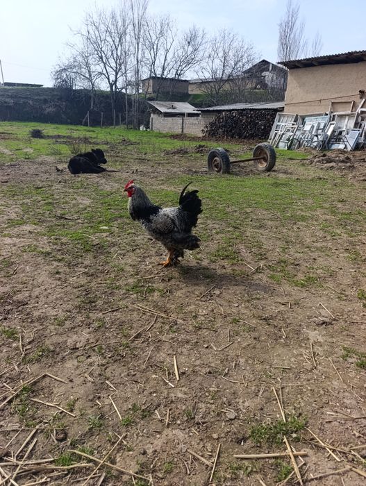 Тоза брама хорозлари хали ёш 2та сотилади нарх 300мингдан келишам тоза