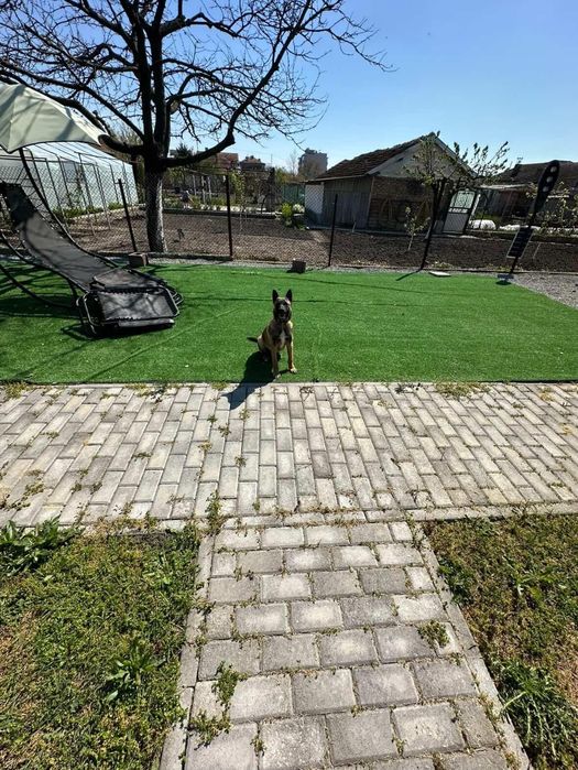 Куче белгийска овчарка