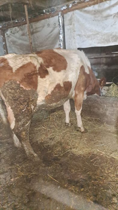 Vind juninca baltata  cu lapte