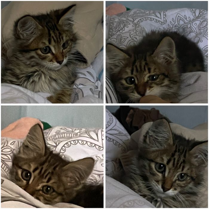 Отдам кота бесплатно