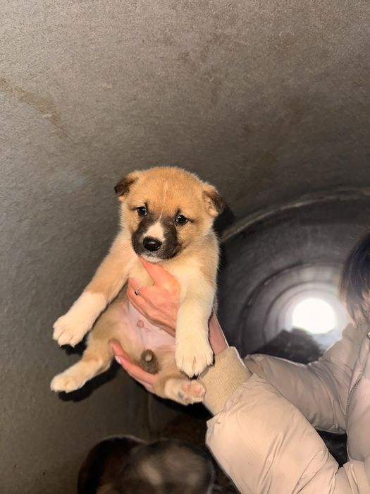 Щенок щенята ищут дом