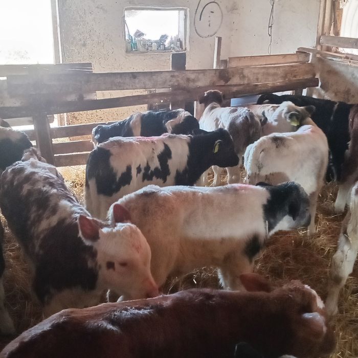 Vand 16 belgieni si 4 tauras baltati