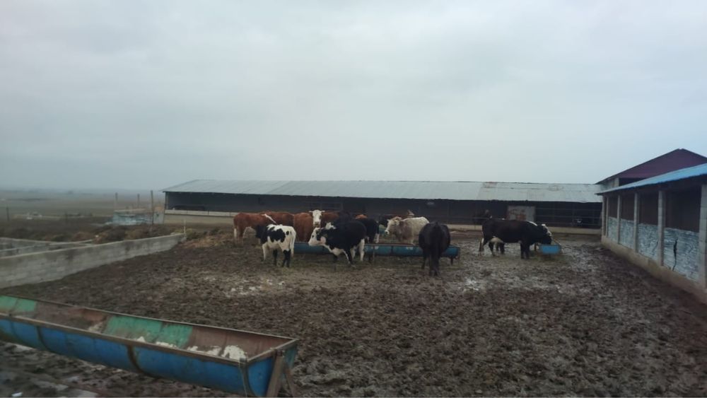 Срочно продам коровы от 500000