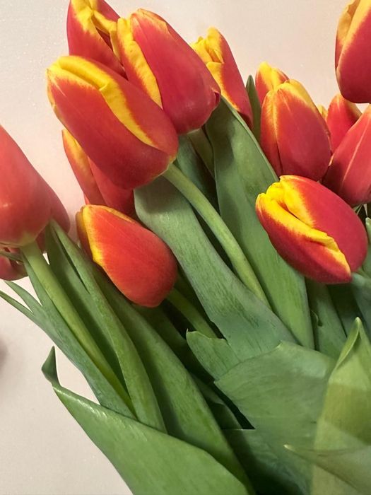 Тюльпаны 700 тенге