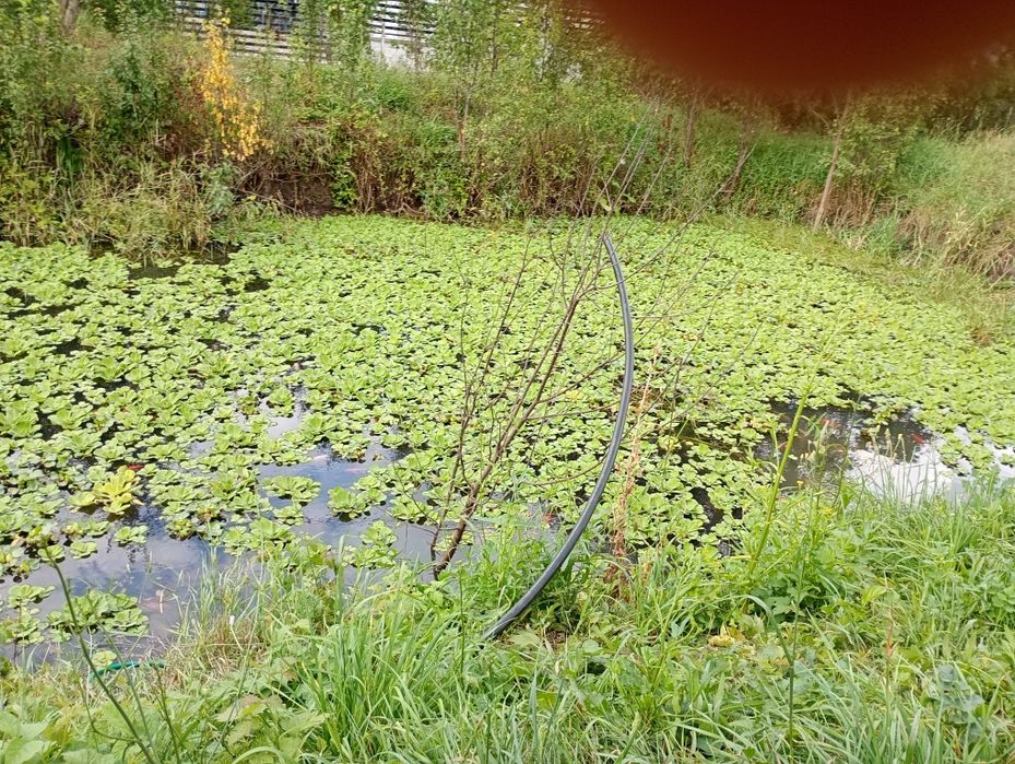 Salata de Nil -pistia. La sac-200 lei . Ofertă.
