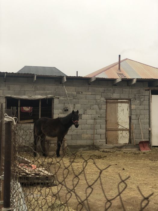 Қараоер тай адемі болады