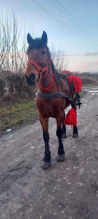 De vânzare iapa garantată de ham gestanta de 5 luni