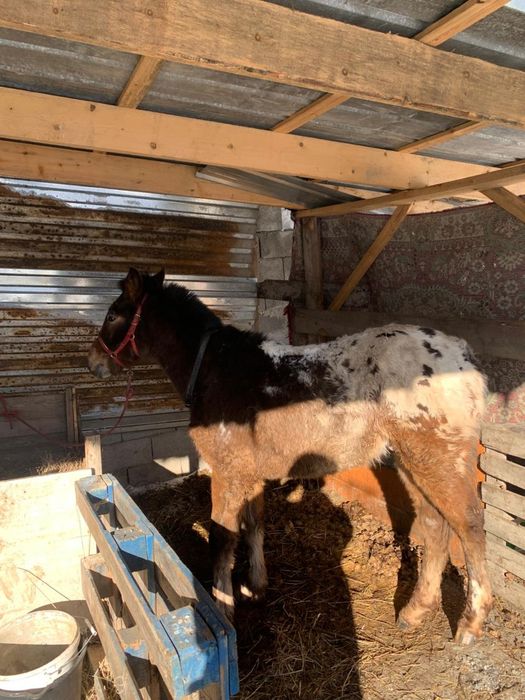 Тай 10 айлык папасы кыргыз