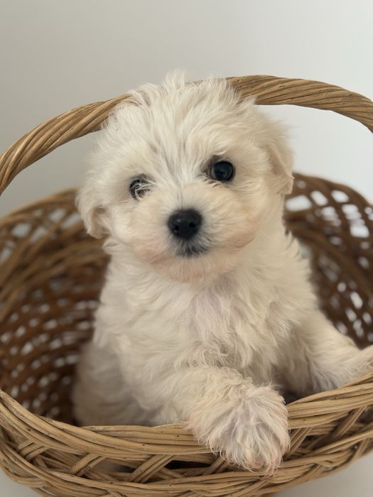Bichon Maltez Mascul