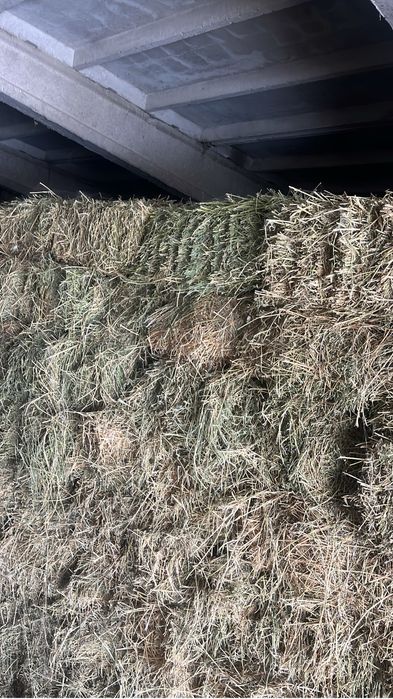 Люцерна в тюках сухой чистый