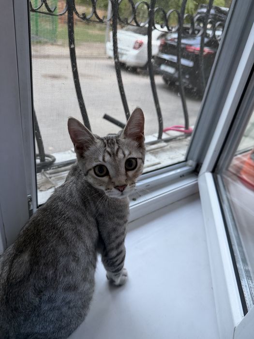Срочно отдам котенка мальчика