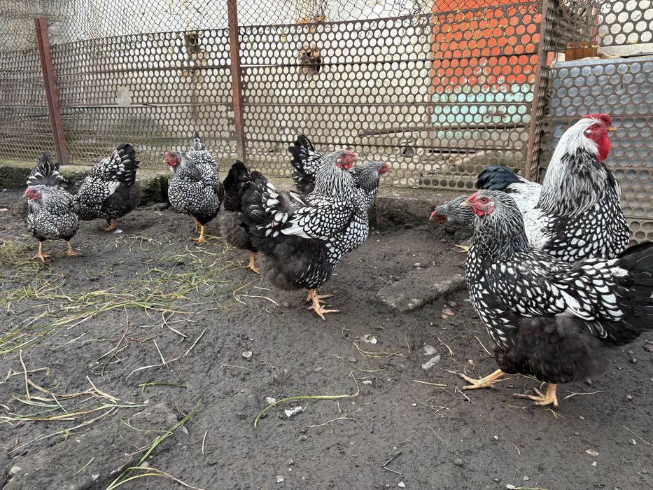 Oua de incubat pui Wyandotte argintiu