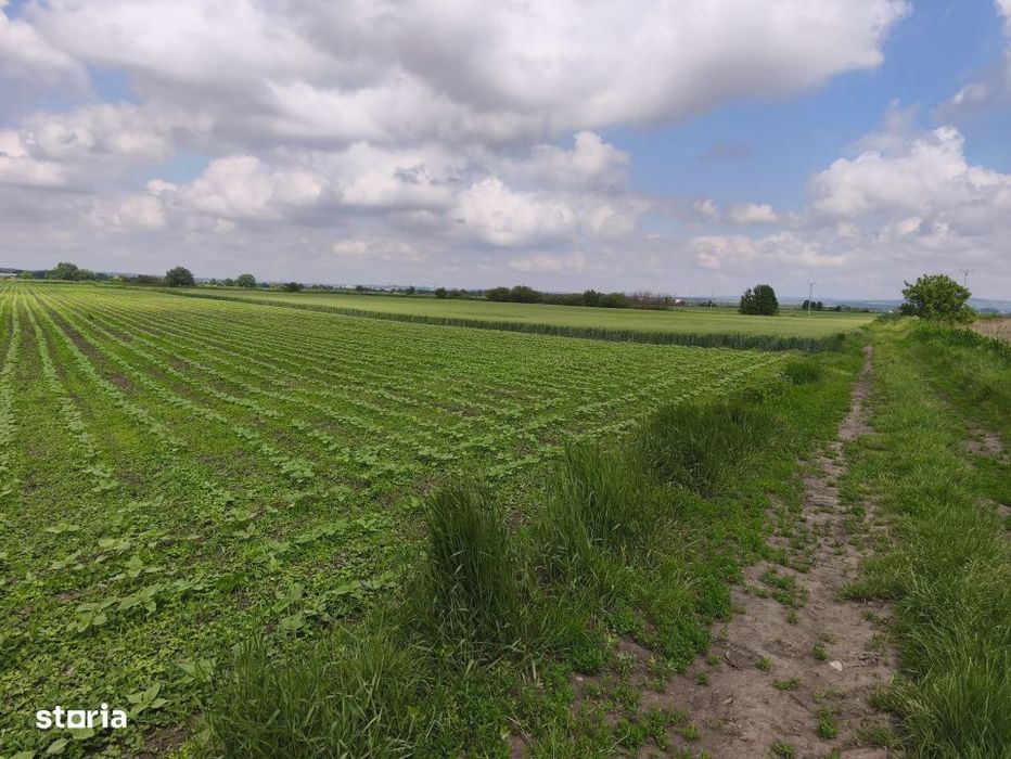 Teren intravilan, zona Scruntari, 8700mp, 30ml front stradal, Radauti