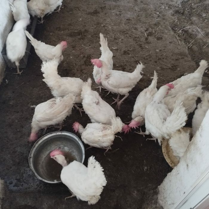 куры курицы курица несушки