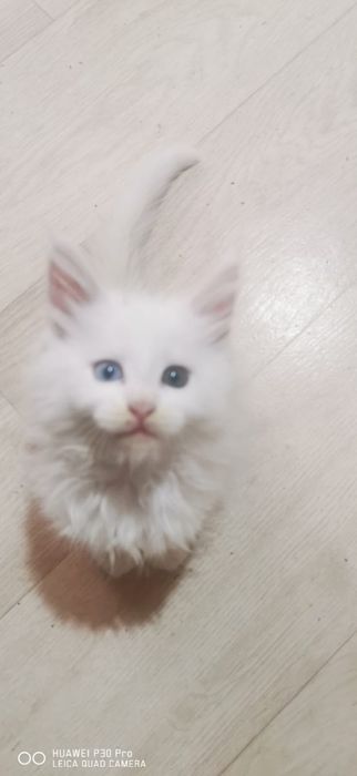 Мейн кун белые котята