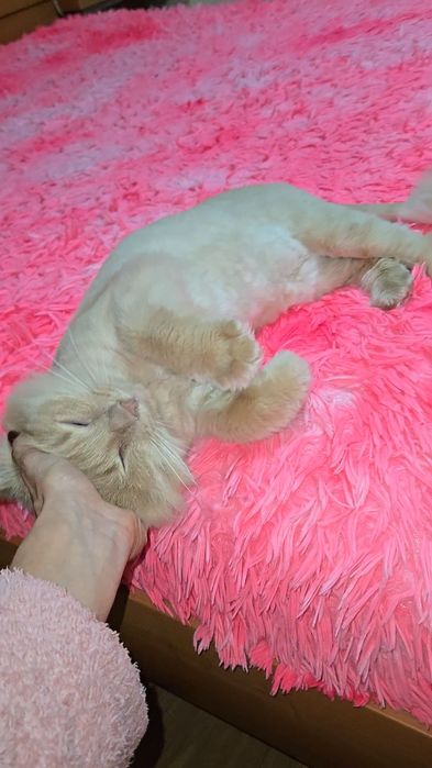 Adoptie motan pufos,superb si iubitor!