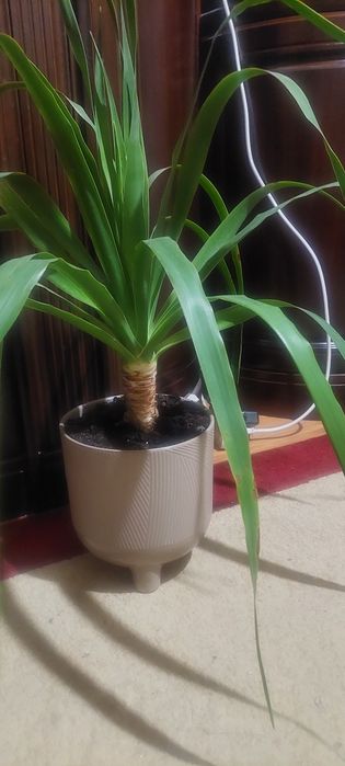 Драцена Драко продаю