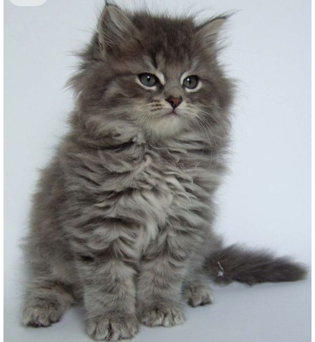 Котята персидские
