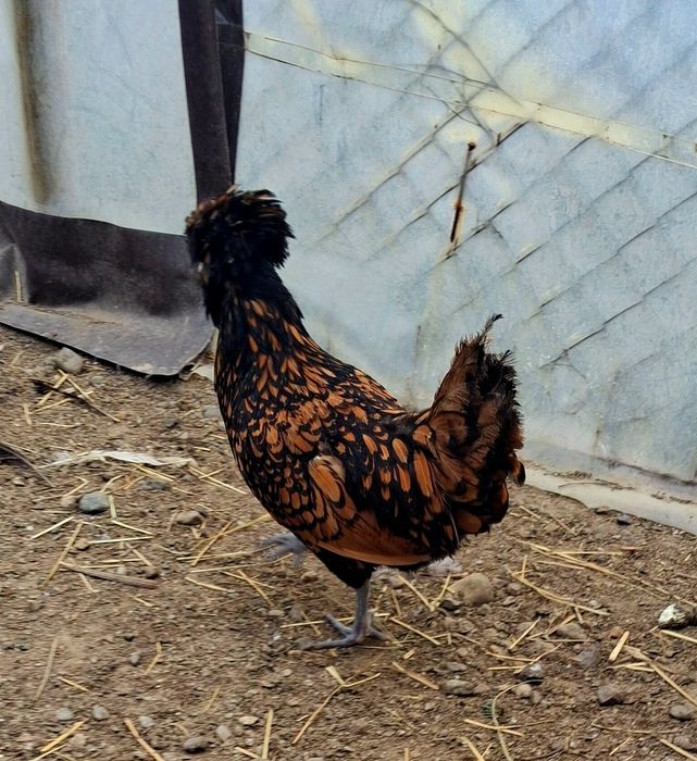 Motată olandeză si Paduana  !