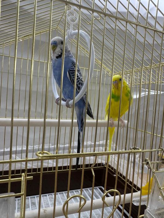 Попугай волныстые, продам