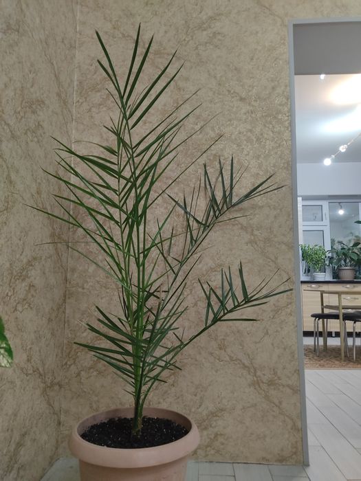 Продам комнатные цветы