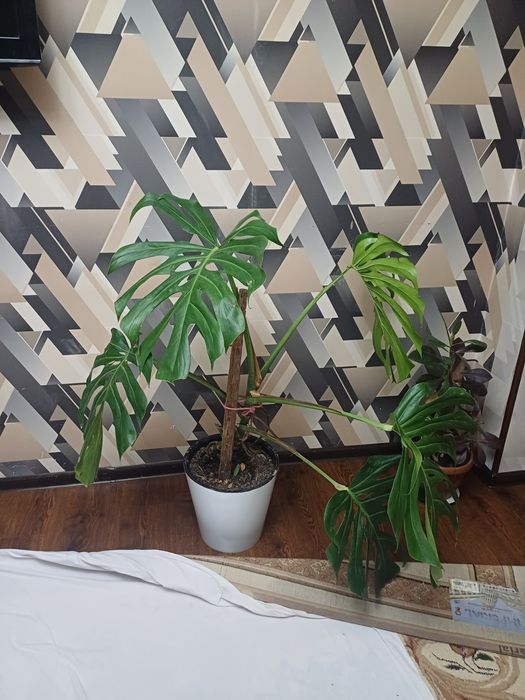 Цветок монстера гули