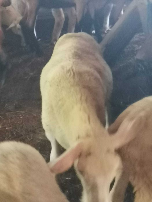 Vând mieluțe ile de France