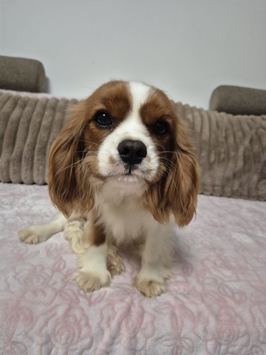 Cavalier king charles spaniel