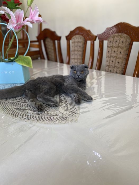 Срочно продам Кота Скотиш Фолд 4-5 месяцев