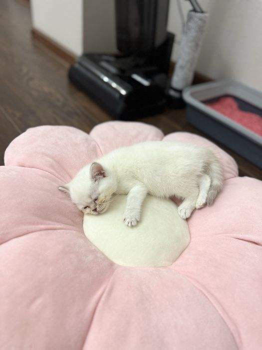 Пародистый котик