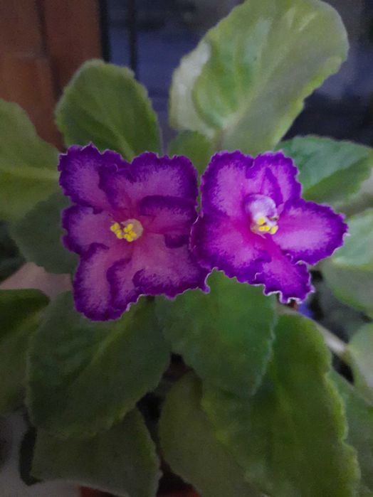 Продаются фиалки