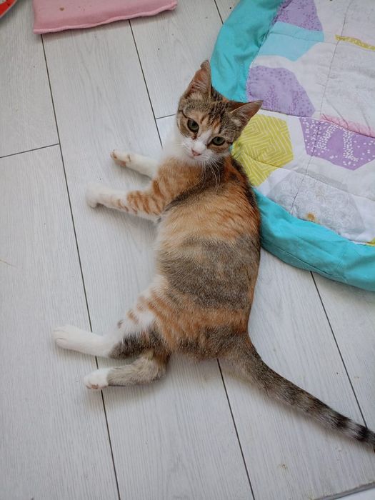 Кошка в добрые руки