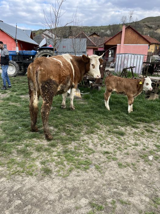 Vaca cu vitel de vanzare