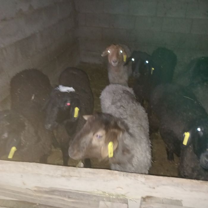 Кой сатылады срочно