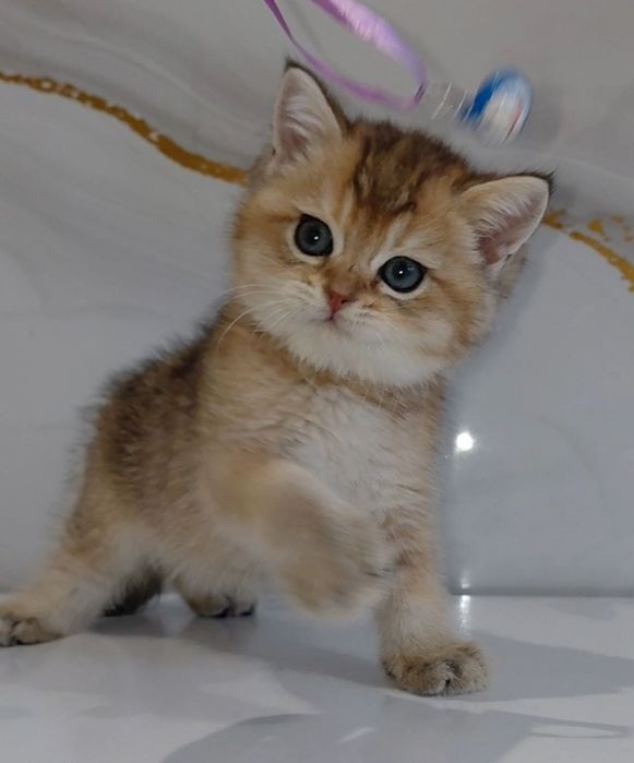 Продаются Шотландские котята Скотиш Фолд и Скотиш Страйт
