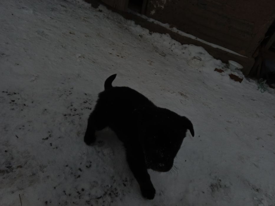 Щенки в хорошие руки