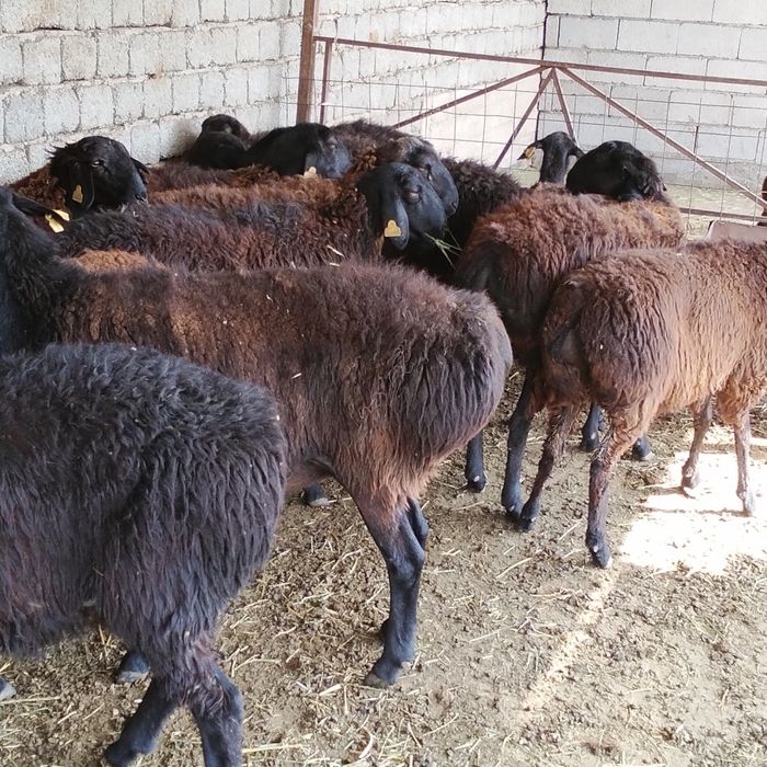 Сатылытын токтылар бар