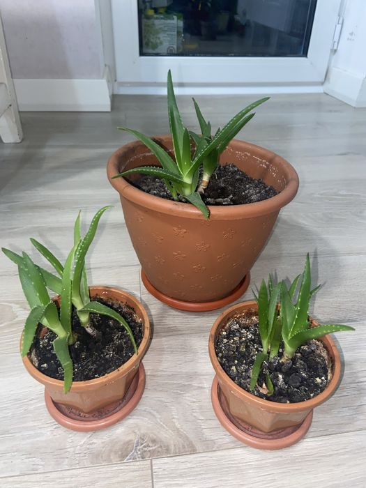 Алоэ вера 7 летний