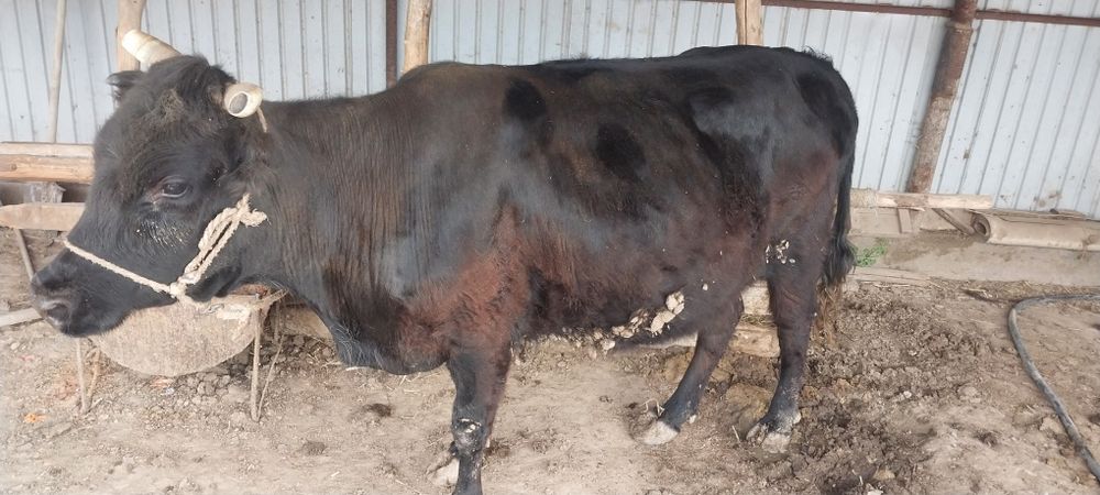 Сиыр бар май семіз