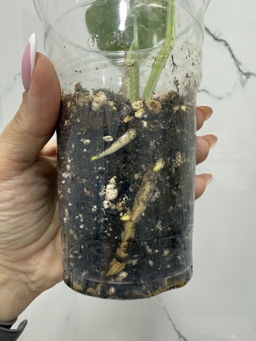 Монстера Альба( отросток)