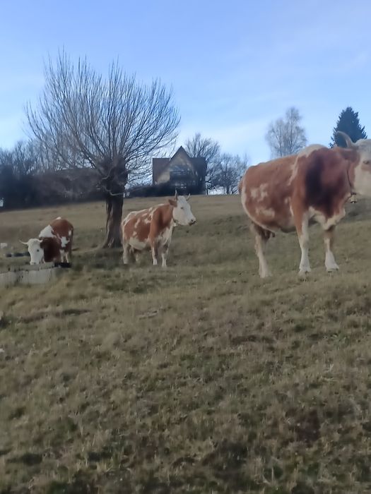 Vînd douo vaci băltatăRomineasca gestante aproape de fătare