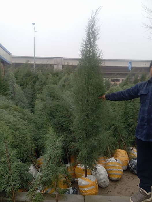 Продаётся голубой гепарис