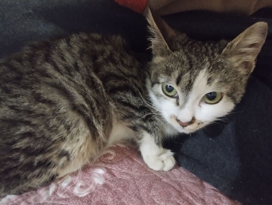 Бесплатно котенок